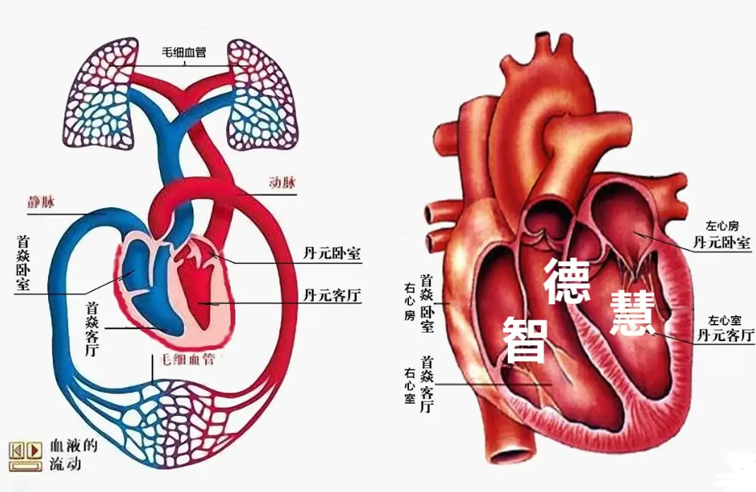 传动系统的主要功用_传动功用系统主要包括_传动功用系统主要分为