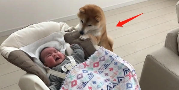 女主人生了孩子，告诉柴犬是“弟弟”，狗子的态度就不同了