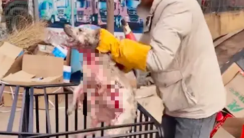 两只狗狗患病无人医治，已经病入膏肓全身是血，嚎叫声令人心碎！ 