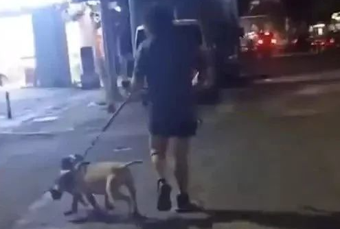 过分！广东一女子发现流浪猫被狗咬住，一路恳求狗主人施救遭无视