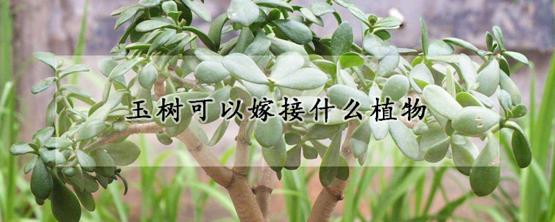 玉树可以嫁接什么植物