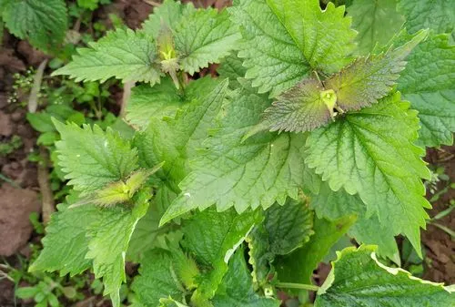 广藿香是什么植物？香气四溢的中草药