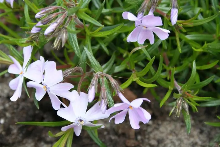 福禄考冬天怕冻吗？花园精灵养护攻略