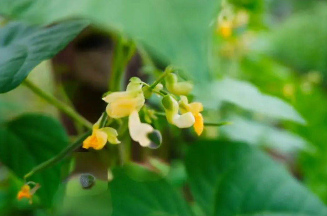 四季豆开花期施什么肥好？科学施肥高产高质的秘诀。