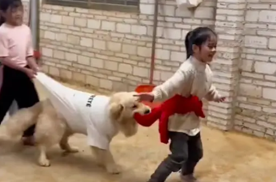 金毛过年回到乡下后，和小朋友们一起玩老鹰捉小鸡！狗：有点费牙