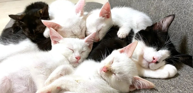 橘猫好心给小猫舔毛，它却做出这一举动...橘猫：我是谁我在哪？