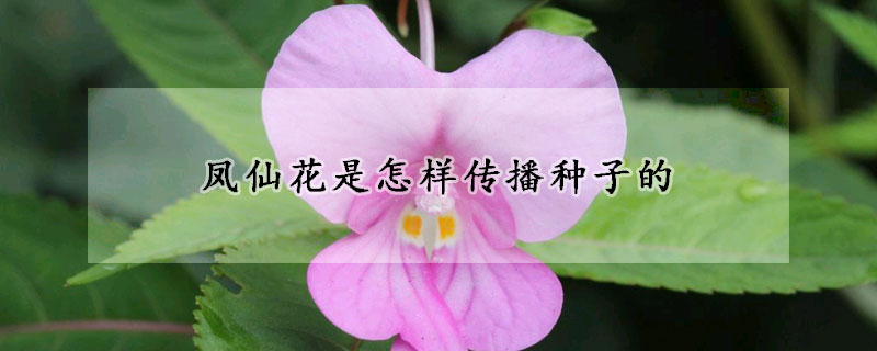 凤仙花是怎样传播种子的