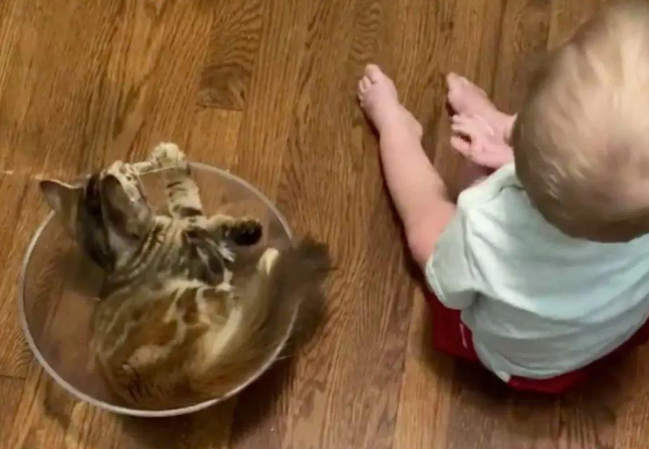 一般猫爬架已经满足不了这只猫咪，人家能在衣架上玩杂耍你服不服
