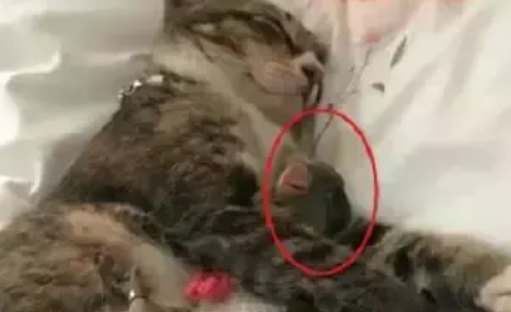 家里新来了小鹦鹉，原本猫咪是嫉妒的，但是一周后的画风把人暖哭