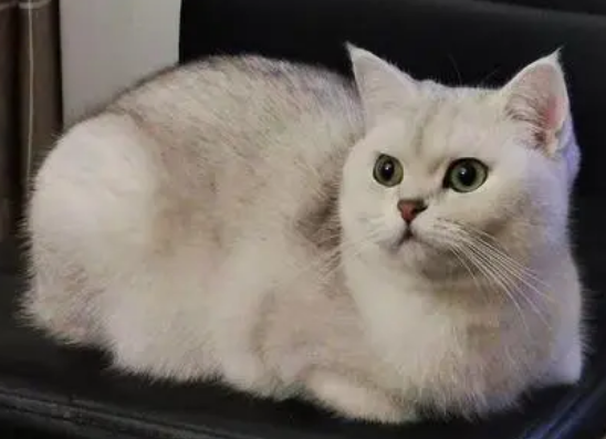 猫咪被主人养的太胖，都成一个雪团子了，小身子一扭一扭的好可爱