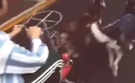 主人为了避免哈士奇撕家，竟然让哈士奇去拉车