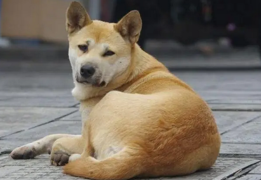 10年过去了，我的中华田园犬老狗还在等待我回家，狗牙齿都掉光了