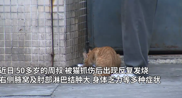 男子被猫抓伤后确诊“猫抓病”！