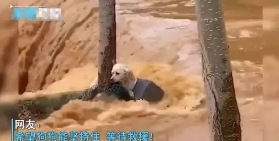 河南一狗狗在湍急的洪水中抱紧大树艰难求生，无助的样子让人心疼