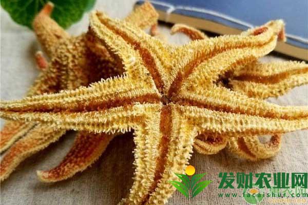 海星可以全吃吗？海星有什么功效与作用