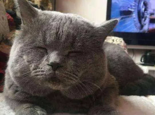 主人：你小时候多可爱，现在咋这么油腻？猫：还不是你喂的！
