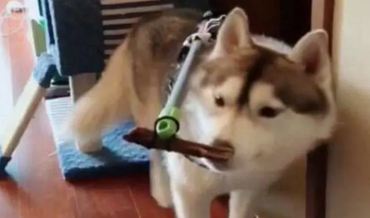 为阻止哈士奇拆家，于是主人想出这个办法，二哈果然安分了
