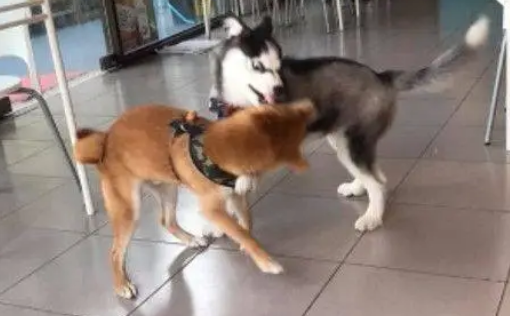 哈士奇遇上柴犬，于是就成了表情包大战