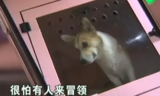 宠物店老板捡到柯基，主人两次找上门她都不说实话：我怕有人冒领