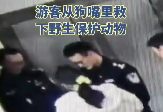 沪一女游客从狗嘴里救下一只鸭？民警一查果然不简单...