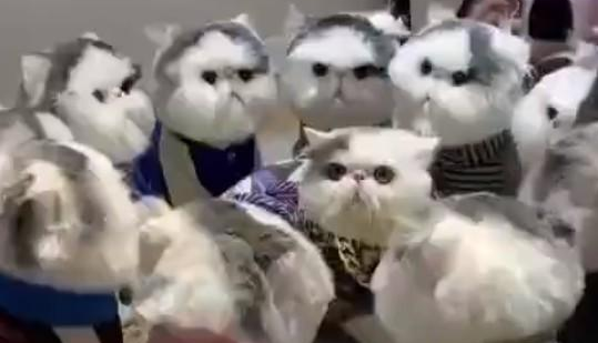 宠主做了一堆跟猫咪一模一样的玩偶，猫咪：感觉要被群殴