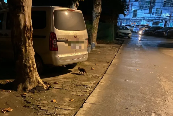 雨夜遇见巴掌大奶猫到处避雨，网友心软带回家…