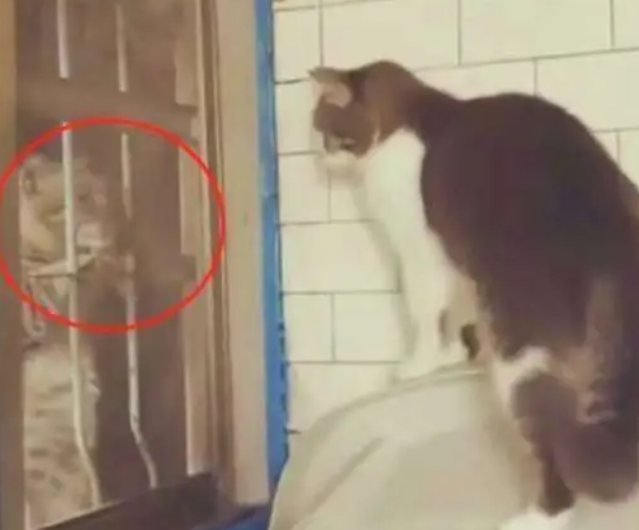 猫咪最近总是去窗台边，主人好奇跟去一看：这是谈恋爱了？