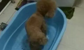 被遗弃的小泰迪 为了讨好新主人 自己主动去厕所洗澡