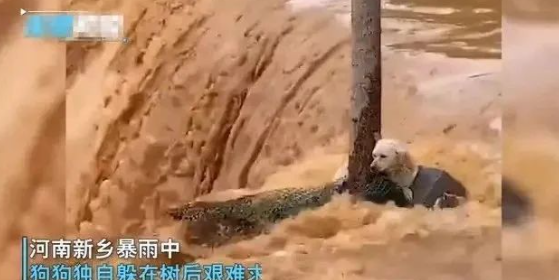 河南一狗狗在湍急的洪水中抱紧大树艰难求生，无助的样子让人心疼
