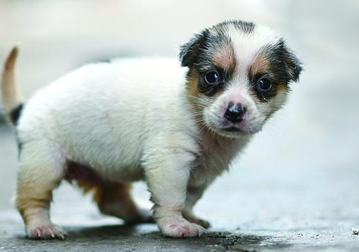 “星期宠”售卖乱象：宠物犬为何没活过一周？