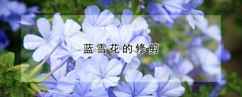 蓝雪花的修剪