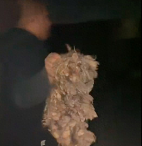 路上遇见“没脸”的流浪狗，后腿残疾眼睛白内障，到底经历了什么