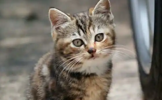 北京八旬老人养200只流浪猫，不堪重负吐血