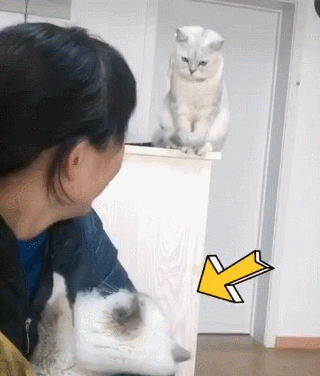 猫咪看到主人抱别的猫，气得转头看门：你再这样我就离家出走