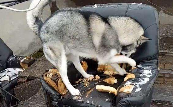 哈士奇拆家，被主人一巴掌拍到休克，狗狗这些部位真不能打