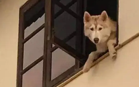 哈士奇看见主人在门口痛哭，于是做出暖心举动