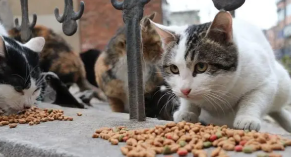 让流浪猫帮忙找丢失的猫，但有种猫靠不住，还可能更糟糕