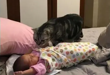 猫咪成了宝宝的小保姆，一听见小主人哭就去哄，网友：必须发工资