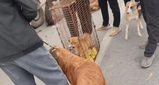眼瞅即将进笼，金毛拼死抵在笼口终让主人转意