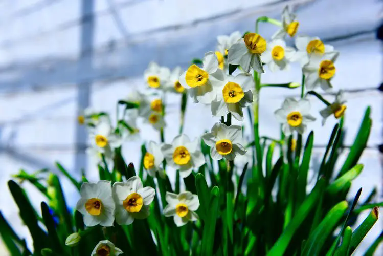 水仙花开花时间及养殖全攻略