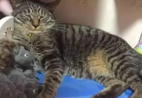 猫咪躺床上睡觉，主人在旁边放了老鼠玩具，猫咪醒来时表情太逗