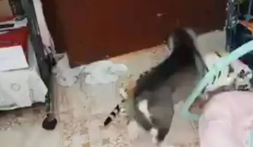 小哈士奇大战老虎，打赢后还向主人炫耀
