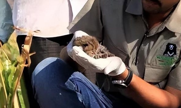在田地捡到一只超迷你奶猫，可没想到这货竟然如此彪悍