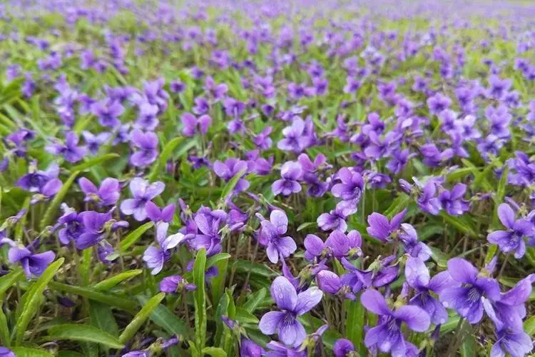 紫花地丁花期揭秘：花开时节春意盎然，探寻早春野花的秘密魅力！