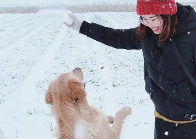 网友带金毛出去玩儿雪，金毛把网友给扑倒后它转身跑了！