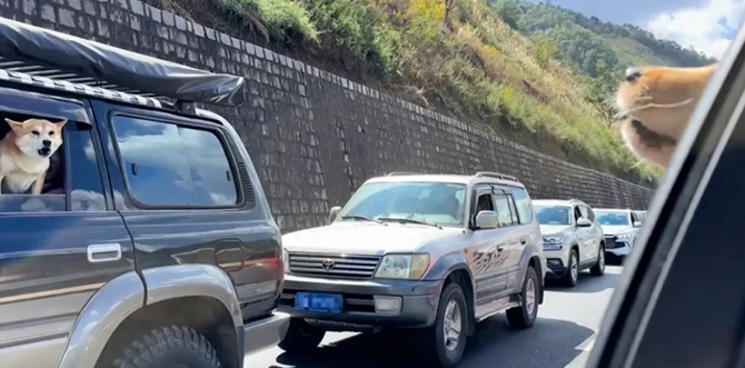 高速路上堵车，两只狗狗坐在车里隔空吵架，感觉吵得可难听了！