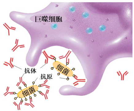 罗克罗恩病的特征性体征_罗克罗恩病_克罗恩病诊断临床分型