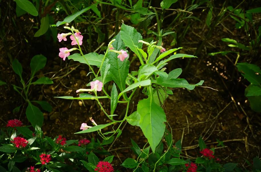 花烟草的生长习性与种植区域分布概览