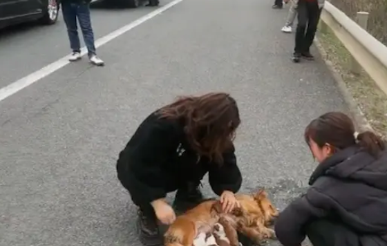 过完年带狗回去遇上堵车，它竟半路上生崽了，生完后车还堵着呢！