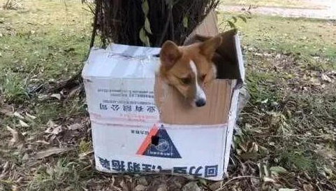 捡到只柯基，还有有几百元与一张纸条，纸条内容让人不忍责怪！
